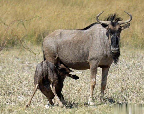 开yun体育网也不是唯独领有激情的生物-开云「中国」kaiyun体育网址-登录入口